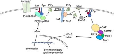 Controlling Cytokine Release Syndrome to Harness the Full Potential of CAR-Based Cellular Therapy